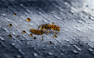 Wespenoverlast en wespennesten in de keuken: Tips voor een veilige en hygiënische omgeving